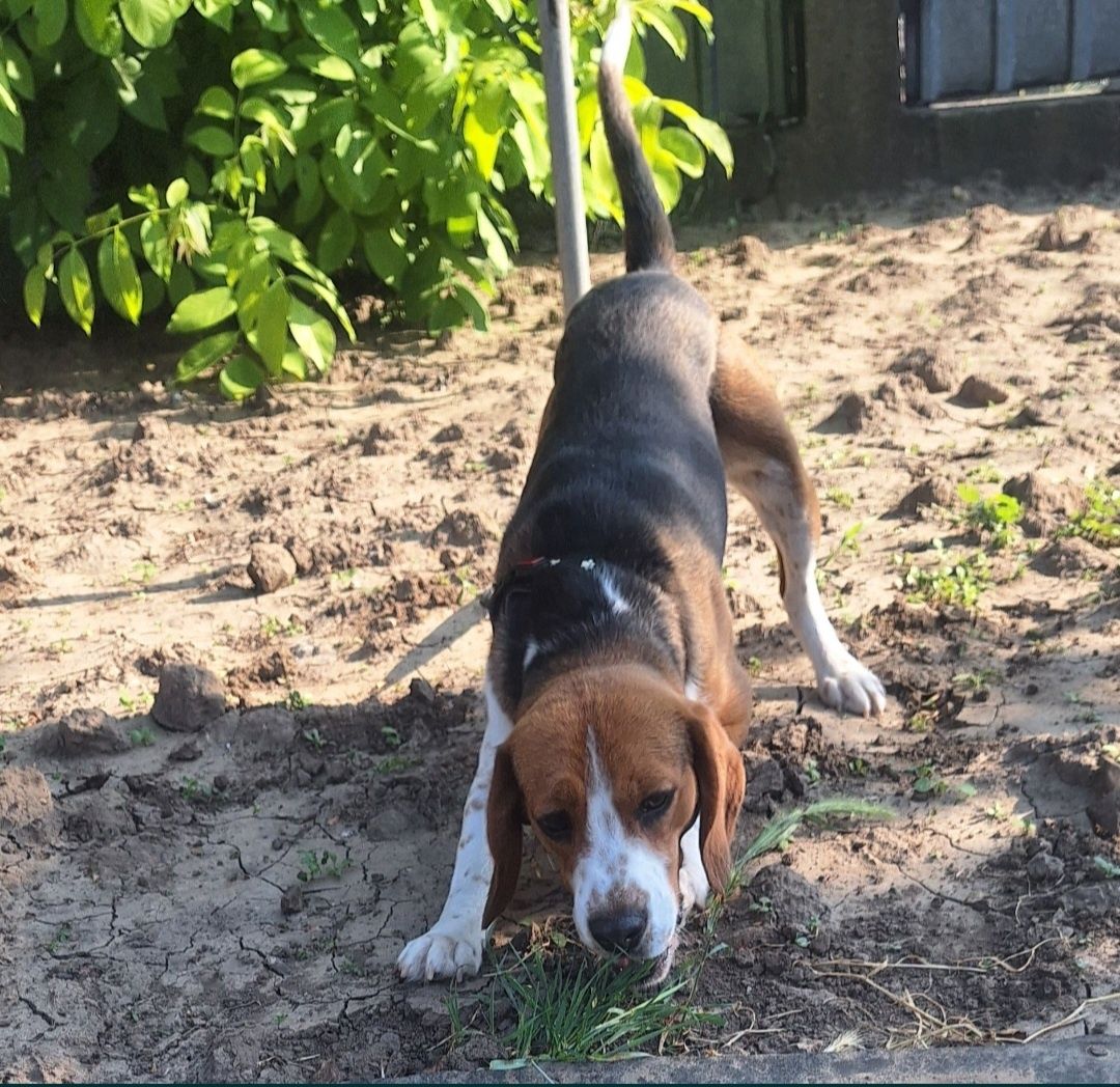 Oferta Beagle, baietel varsta 10 luni, la un pret mic