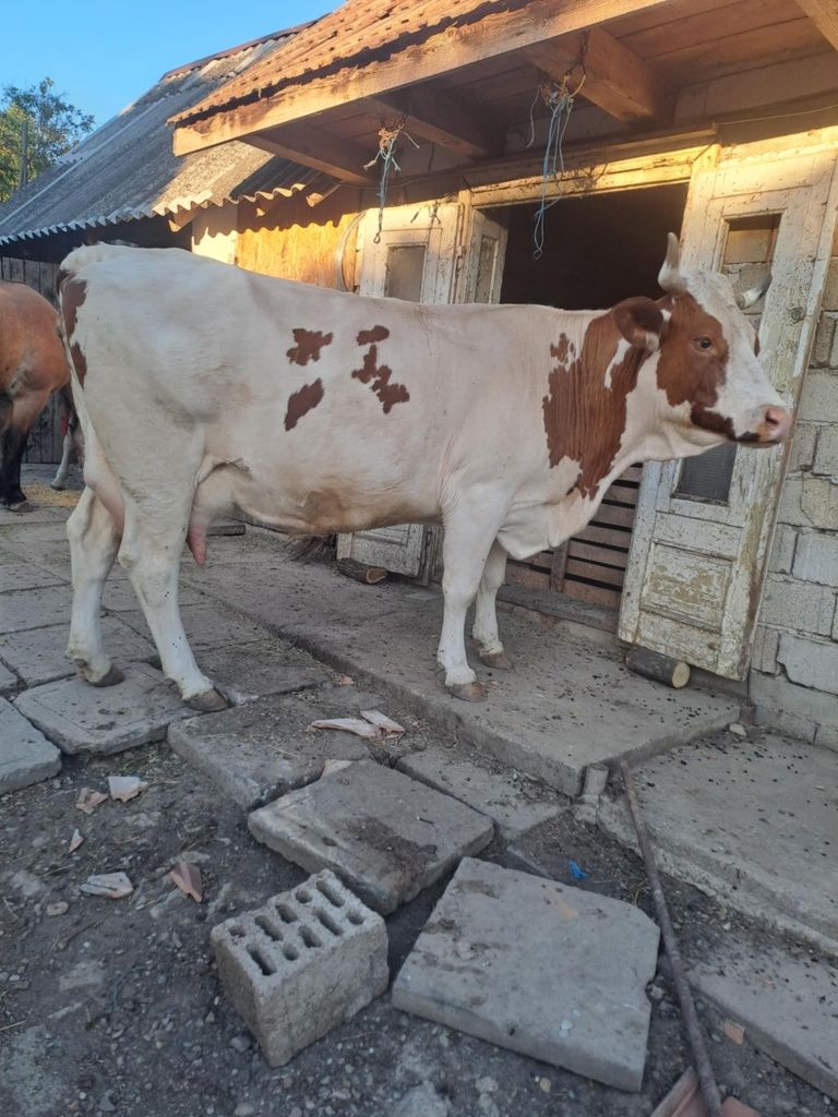 Vaca de  vanzare