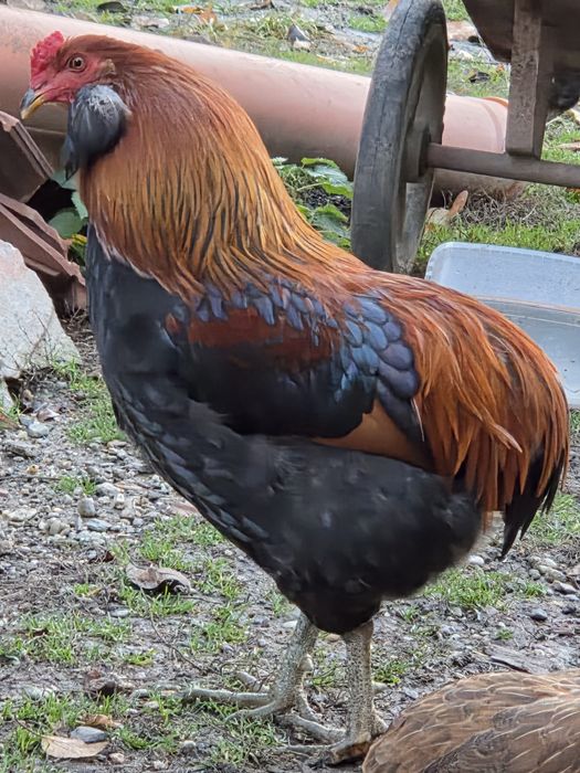 Cocoș araucana tineret