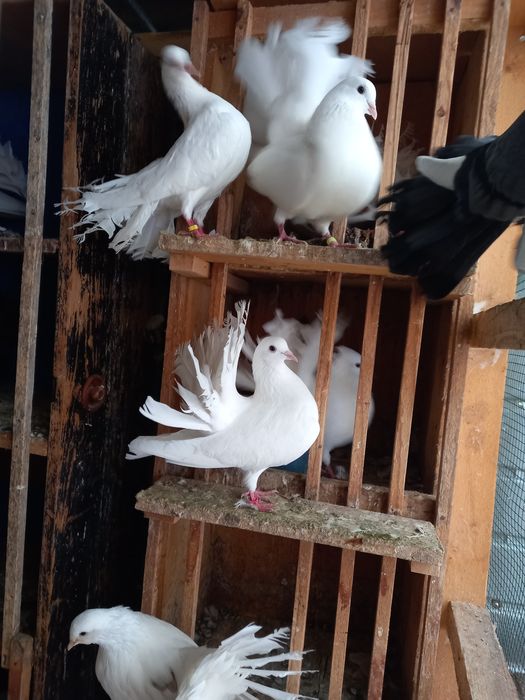 Vînd porumbei satineți jucători cu un moț și două moțuri