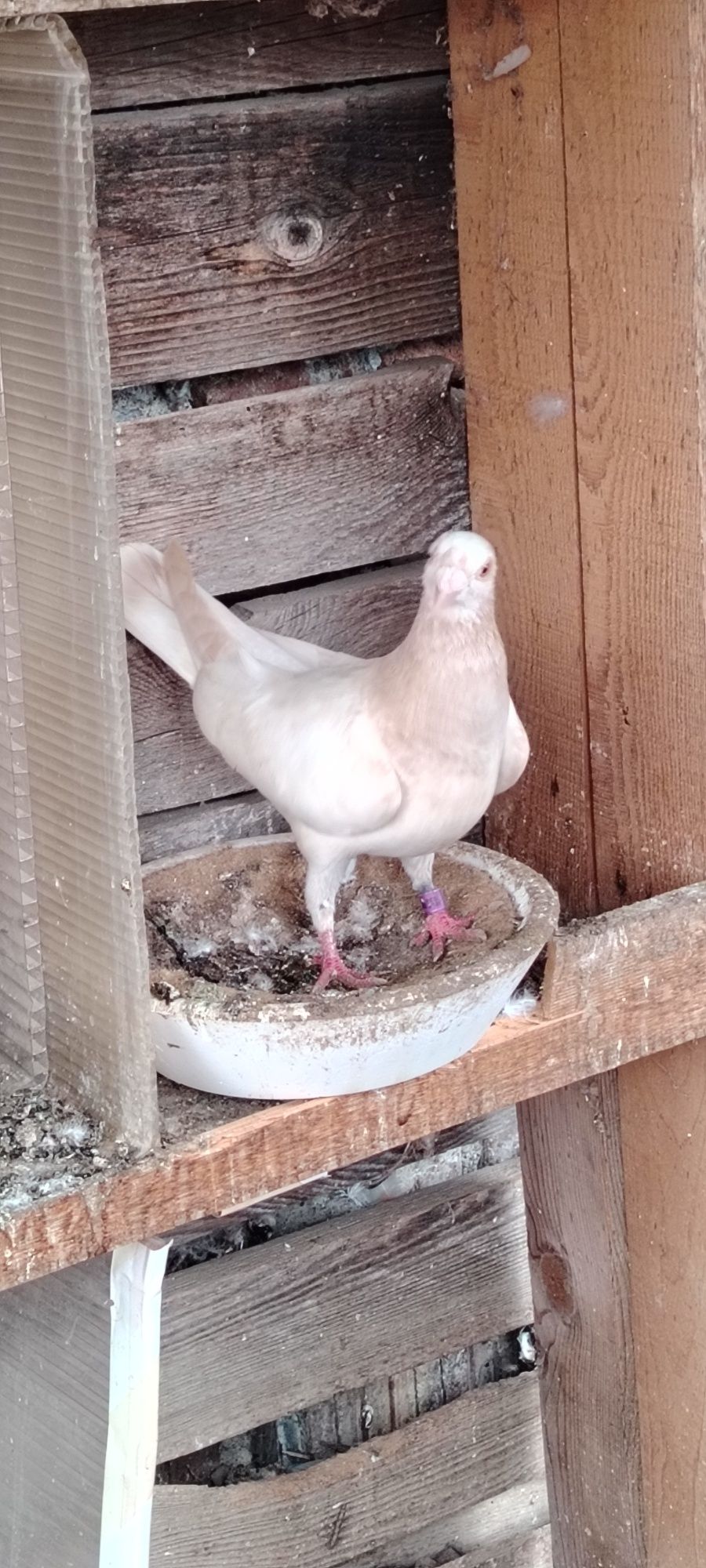 Pentru cunoscători ceva frumos!
