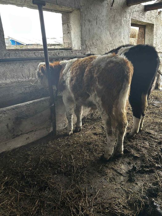 Vand vitel si vtea de 6luni au in jur de 240de kg
