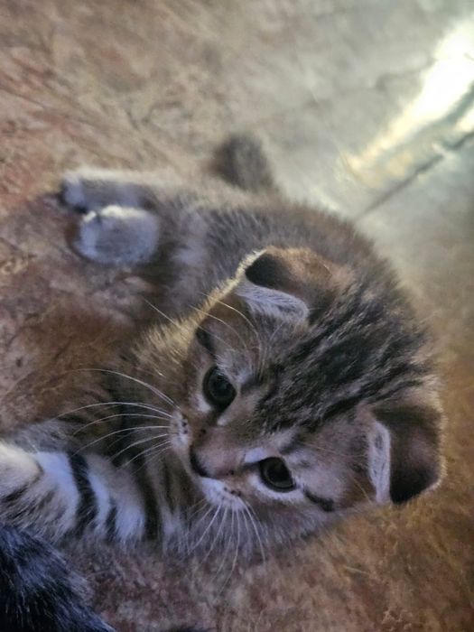 Котенок породистый