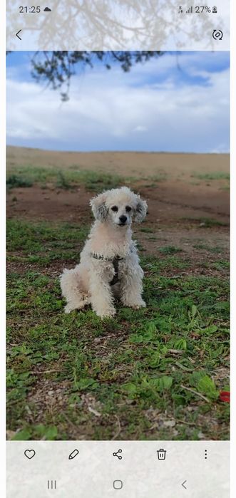 Карликовый  пудель