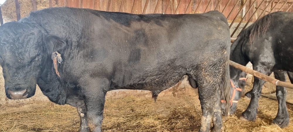 Vand Taur Angus original