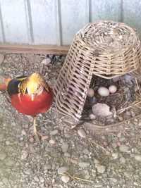 Ouă pentru incubat fazan regal și auriu