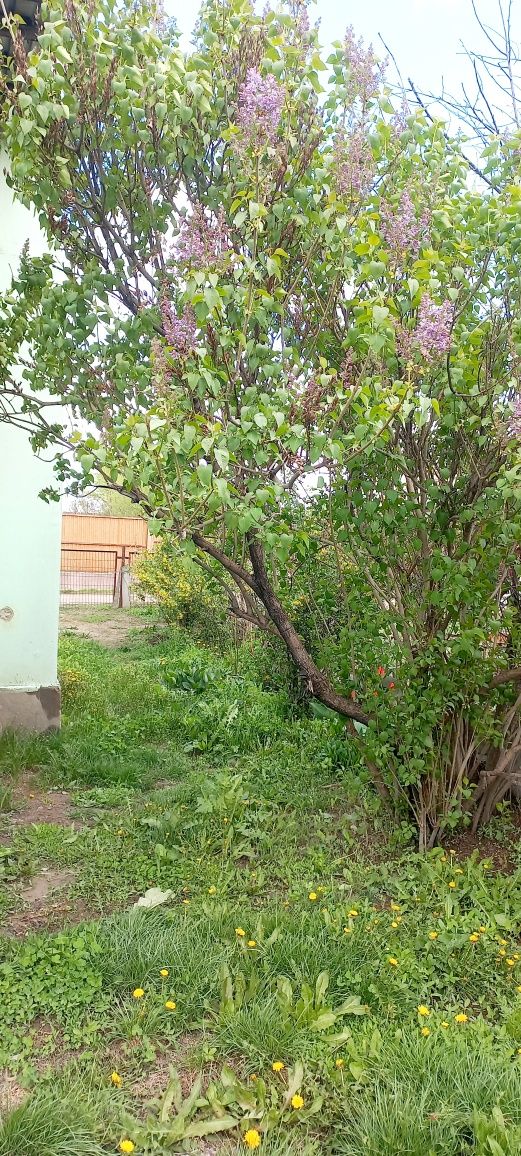 Али Саяжайы сатылады