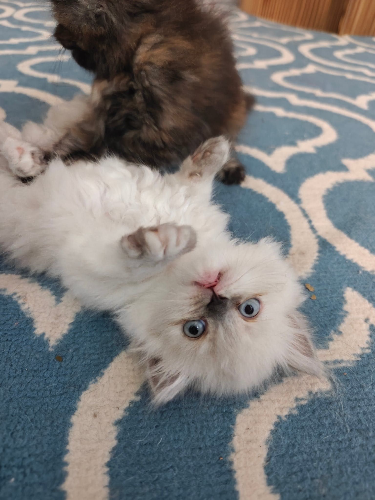 Персийски котенца