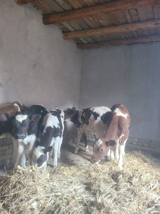 сементал укизча.