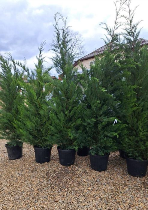 Tuia leylandii oferta 3m 250 lei bucata oriunde in tara plantat inclus