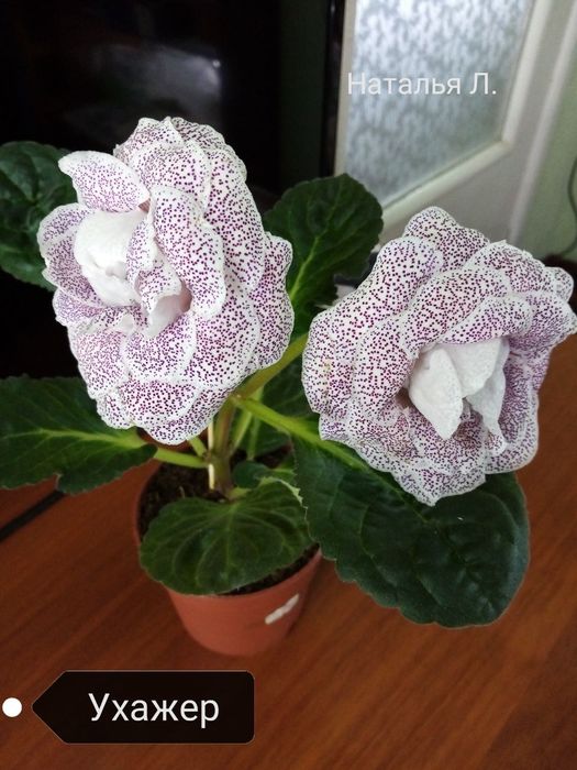 Продаётся набор сортовых деток глоксиний