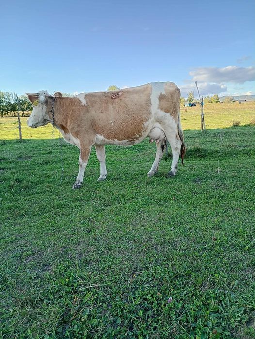 Vând vaca bălțată românească