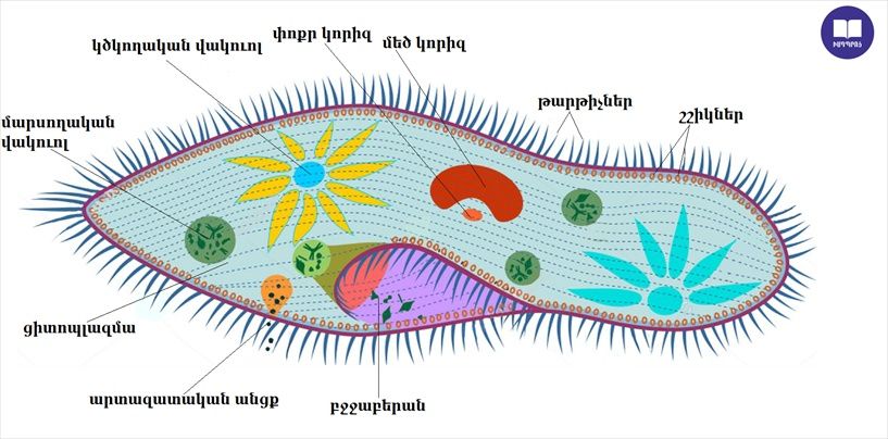 Продам культуру инфузории туфельки