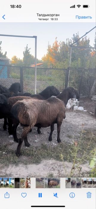 Койлар сатылады Гиссар Арашан