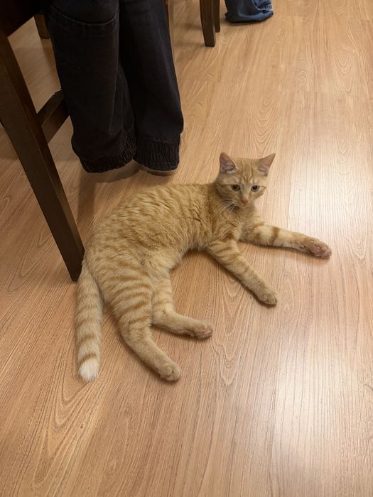 Оранжево женско коте на 6 месеца