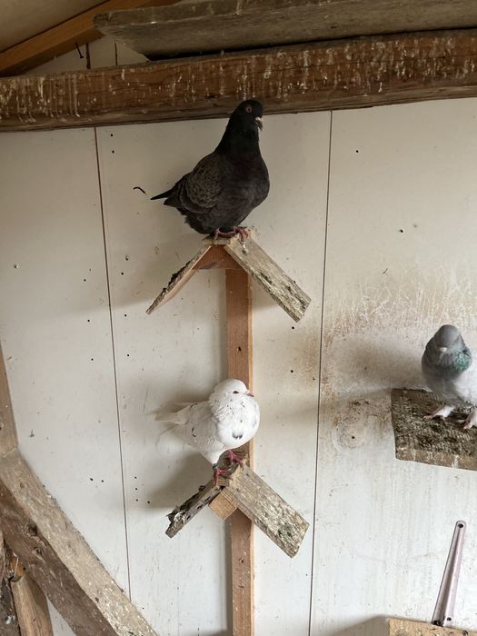 Porumbei deisponibili