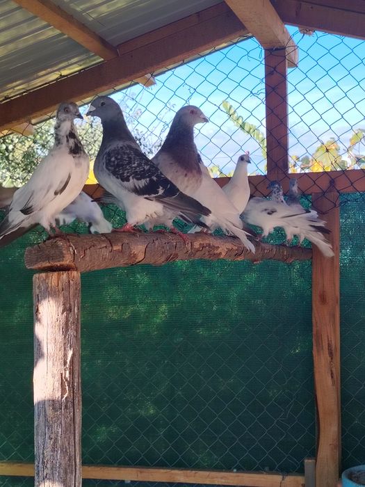 Pereche fazani si porumbei