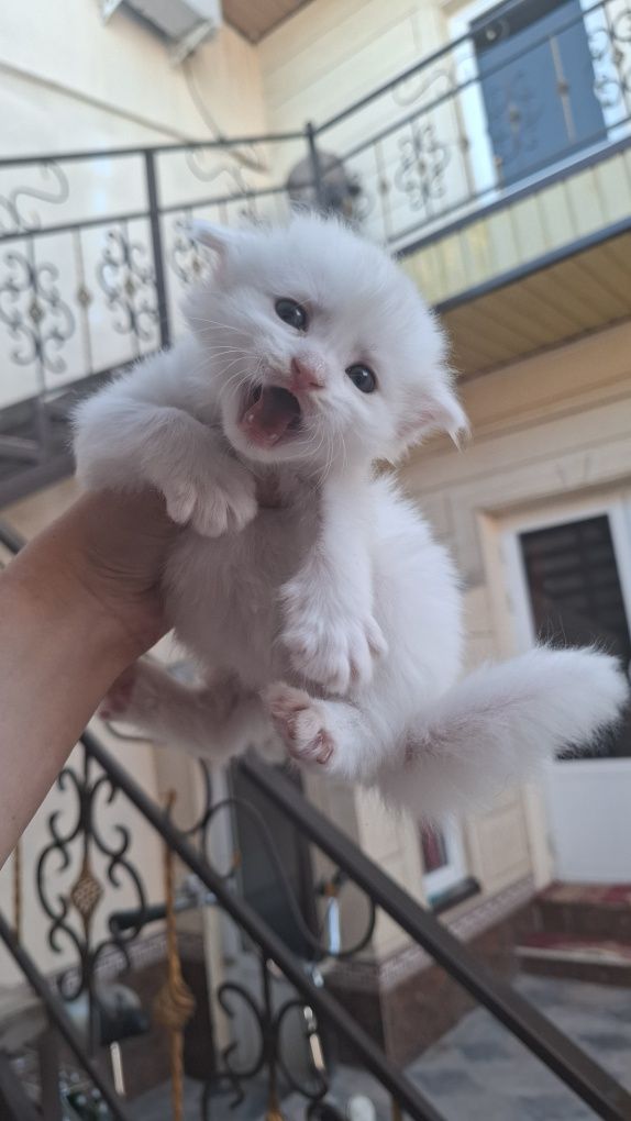 Котята на продажу