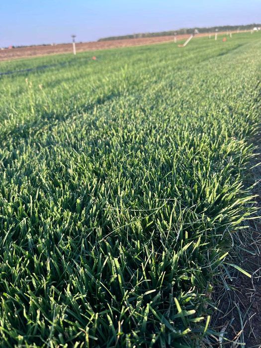 Amenajari gradini cu sistem de stropire automat, gazon, arbori, flori