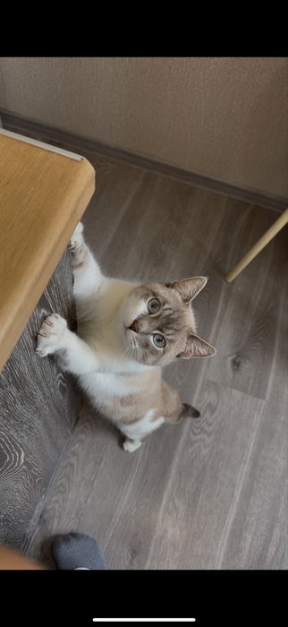 Кот в добрые руки