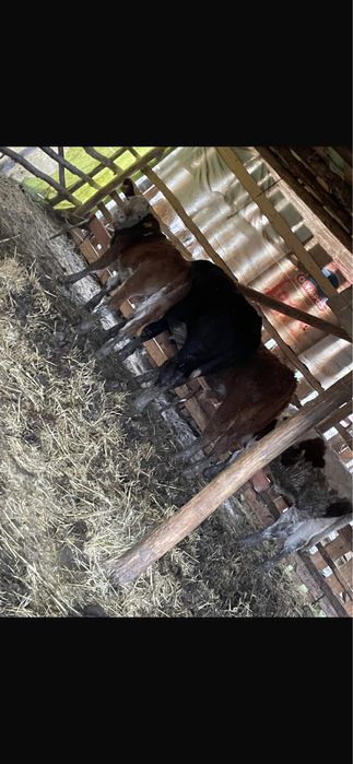 Vaci cu vitei de vanzare