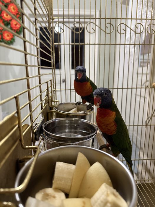 Продается пара попугаев лорикет