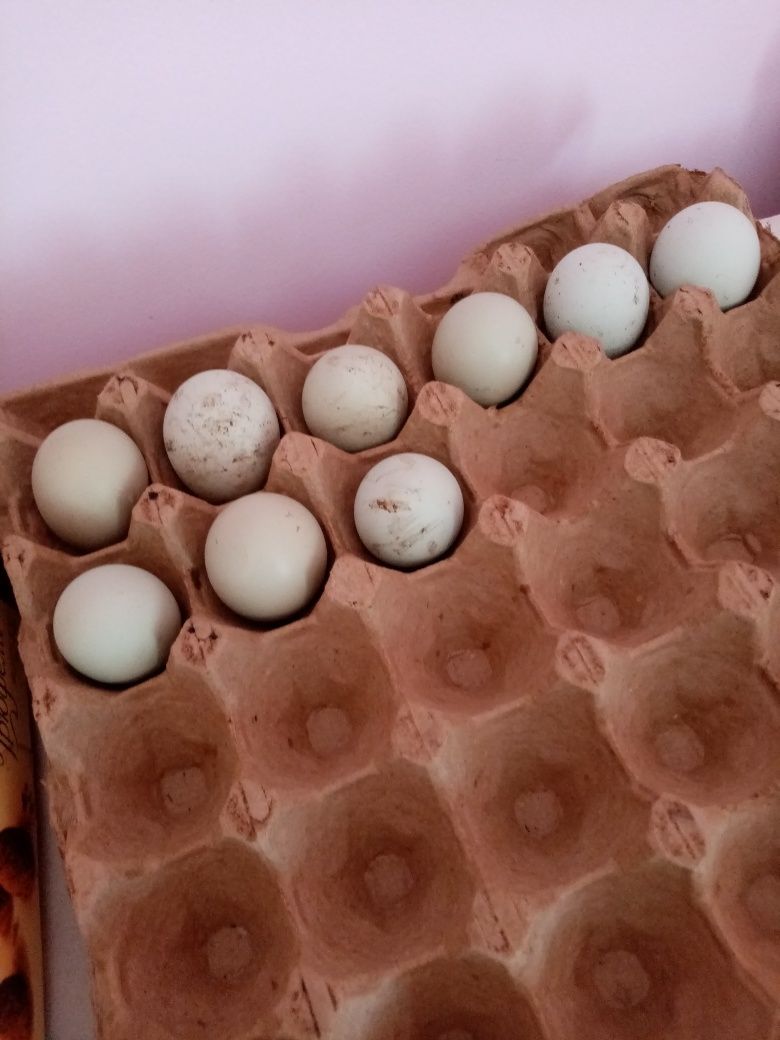 продаются инкубационные  яйца чёрных курей породы Ухейлюи