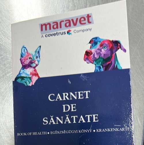 Pui de Bichon maltez 2 luni, dragut cuminte si jucaus