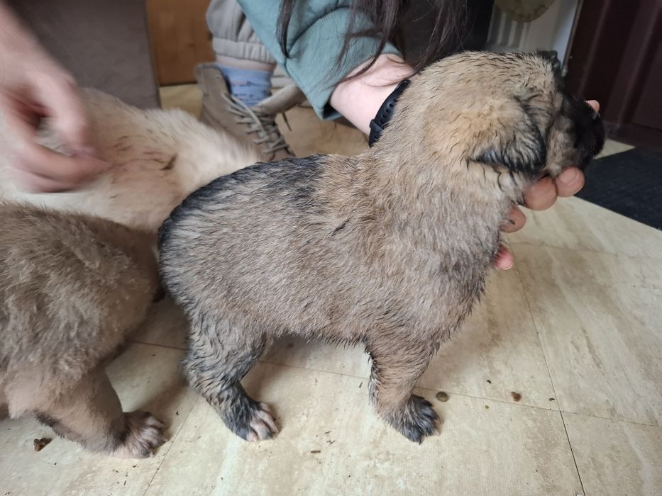 Catelusi puiuti, blanosi, pufosi si jucausi