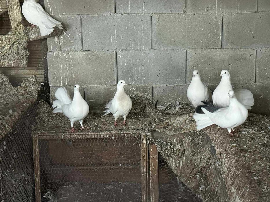 Продавам  бели гълъби