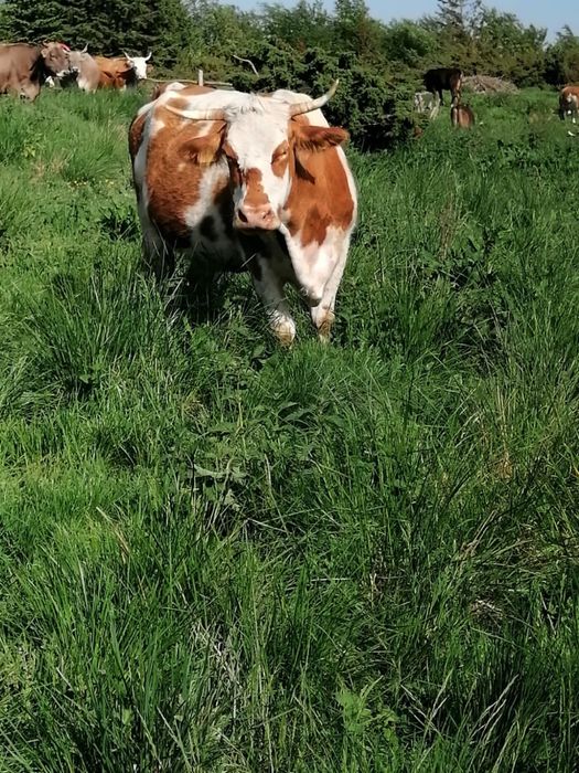 Vand vaca baltata romaneasca