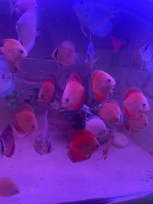 Cichlide Americane Discus