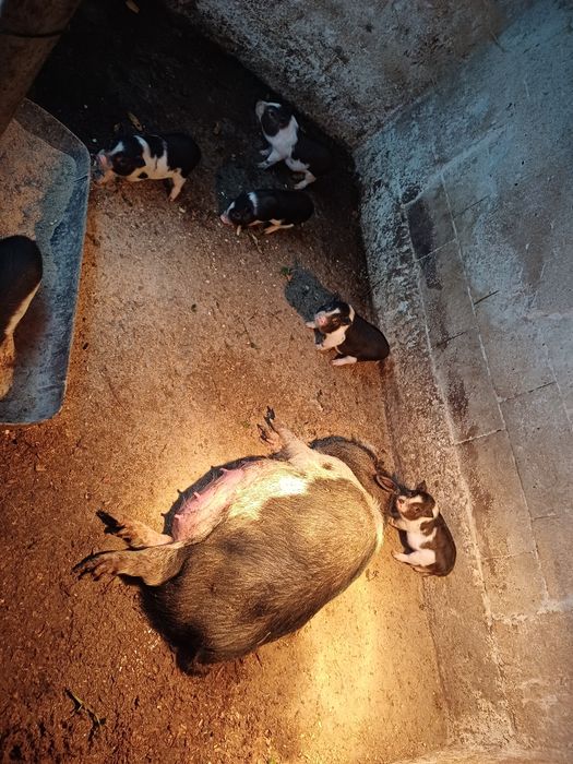 Виетнамски прасета