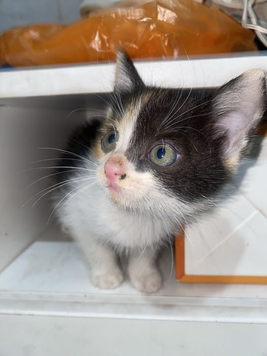 Отдам котят в хорошие руки)