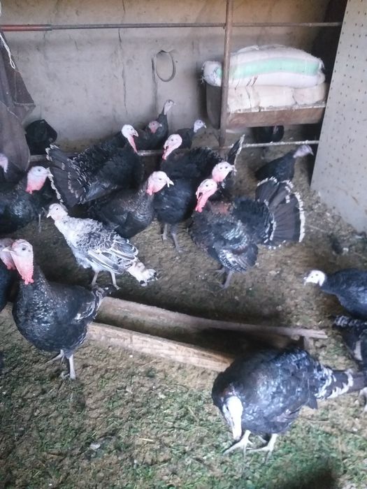 Mesni Induqla sotiladi aprelda chiqqan 75000 so‘m kilosi