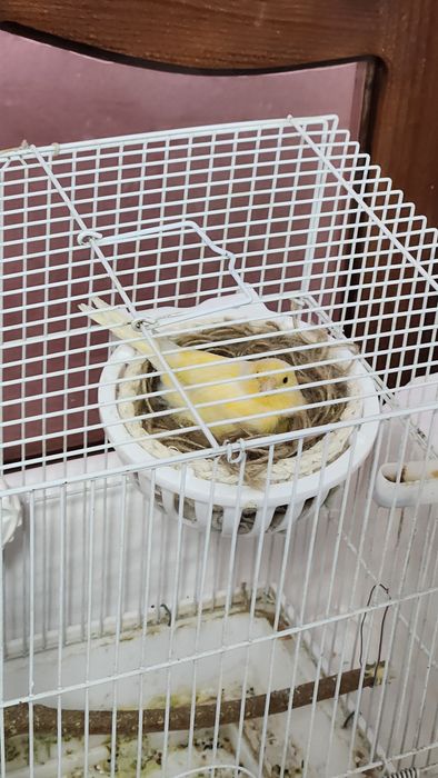 Kanareyka moda ishlagan