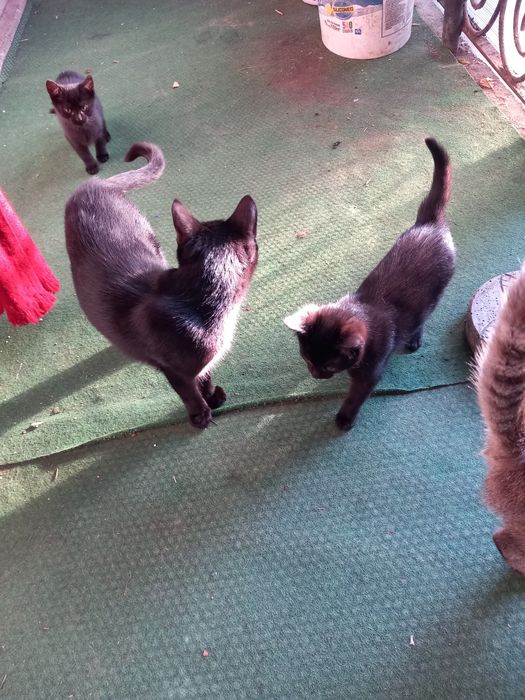 2 pui de pisica gratuite