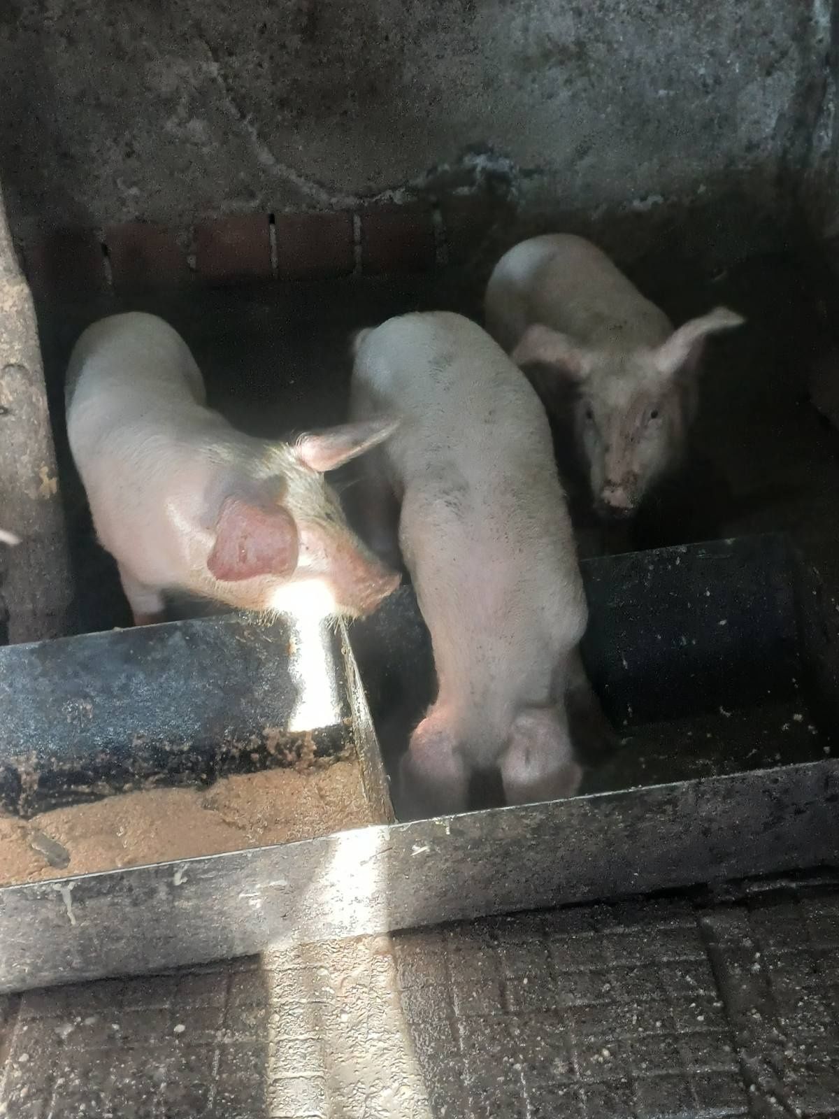 Продавам прасета 10лв на кг