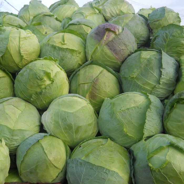 Varza de buzău românească Cea mai buna de murat !!