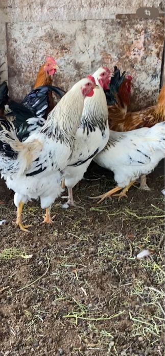 Домашный петухи жас кораздар 1жас 2ас аралыгында 11бас бар 5000 нан