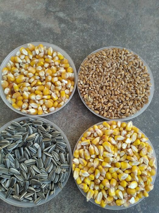 Porumb floarea soarelui pestriță pt papagali ovăz grau amestec cereale