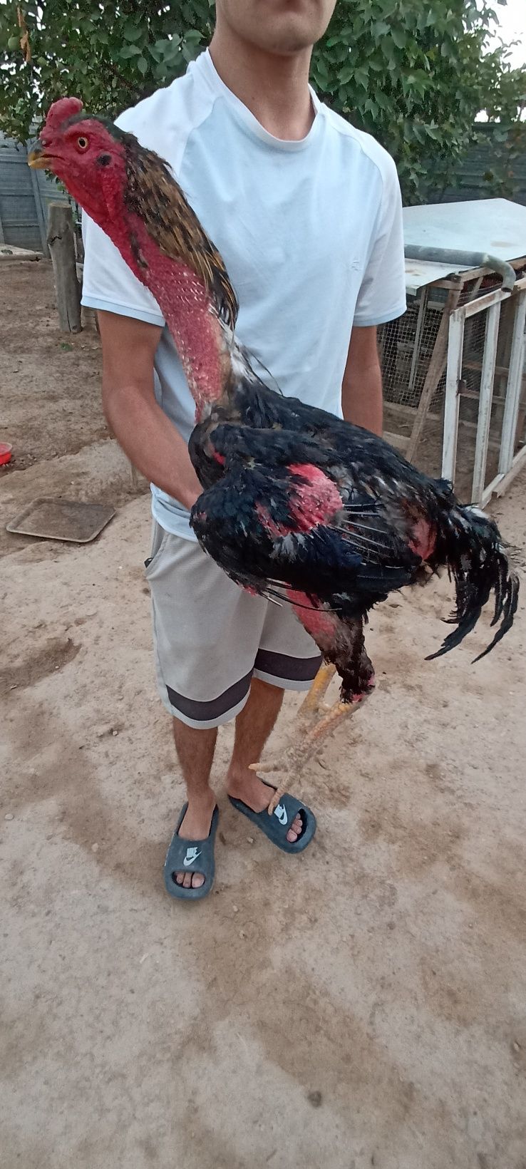 Shamo + Korey хуроз полвон йирик