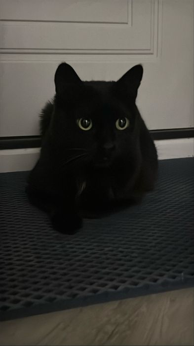 Кот ищет тебя! Отдам кота в руки ЧЕЛОВЕКА!