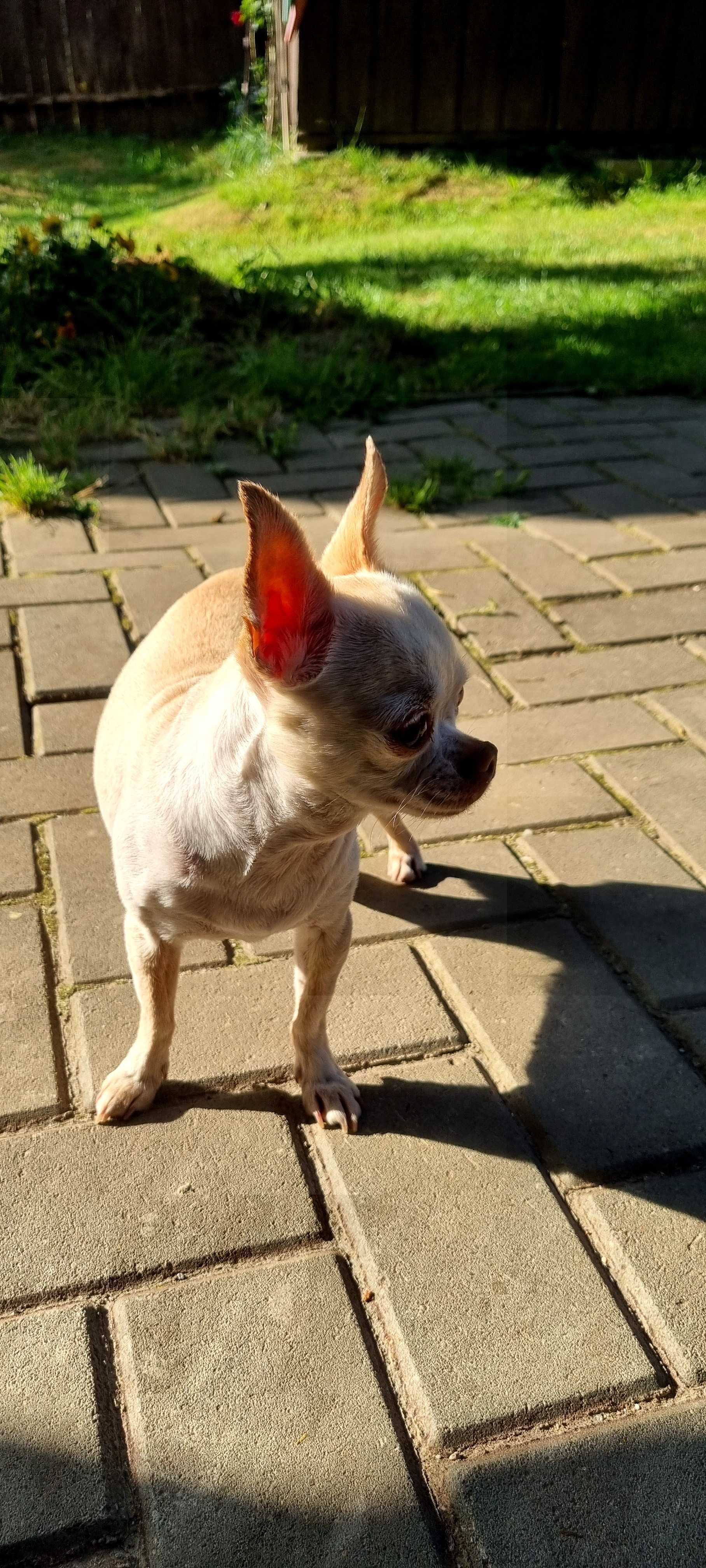 Ofer spre adopție o cățelușă chihuahua – foarte iubitoare și cuminte