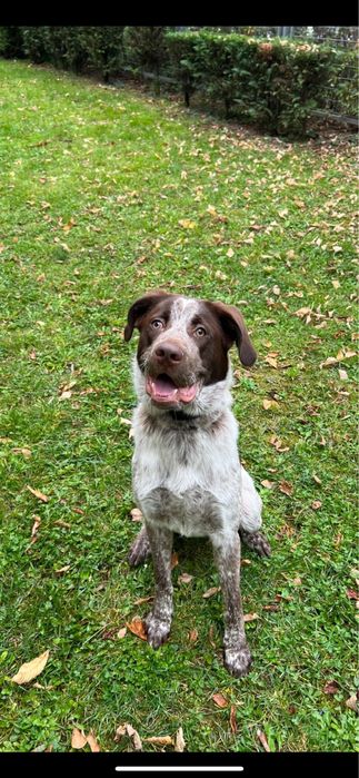 Brac german cu labrador