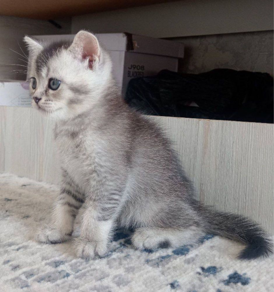 Shinshilla heyland kotyata