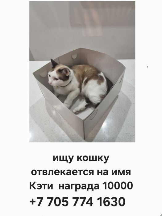 Пропала кошка по кличке Кэти.