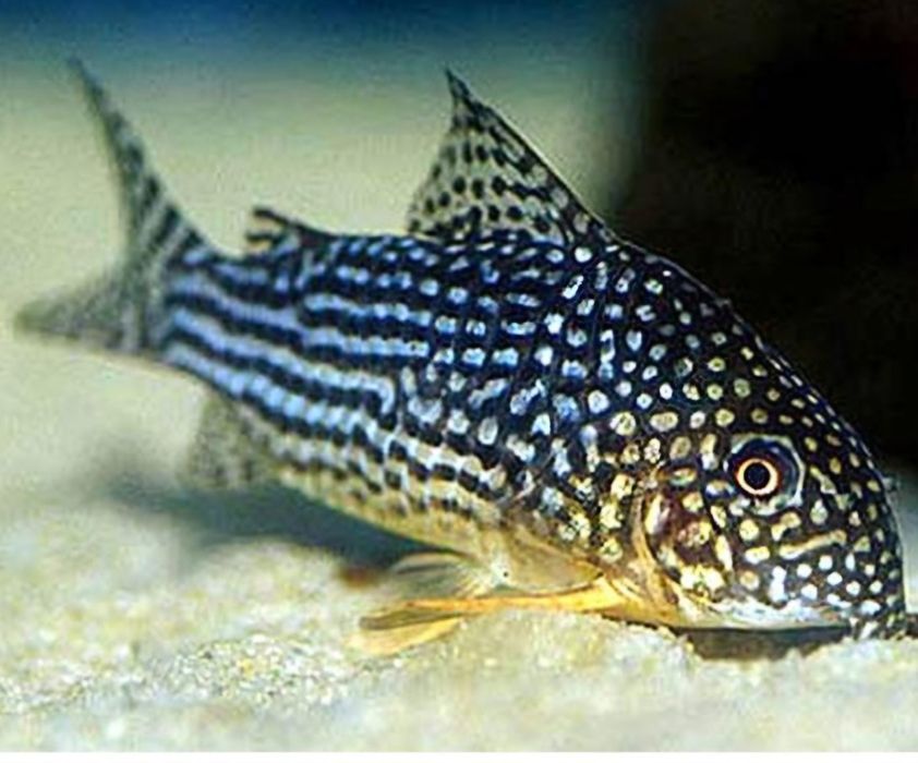 Pesti de acvariu corydoras sterbay juvenili.