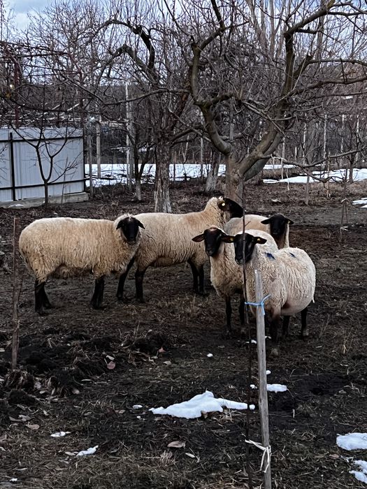 Vand 4 oi carabase si un berbec