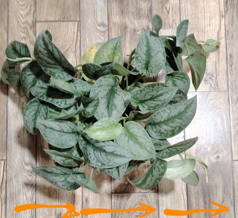 Сциндапсус большой